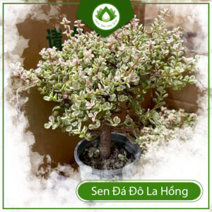 Cách Chăm Sóc Cây Sen Đá Đô La Hồng