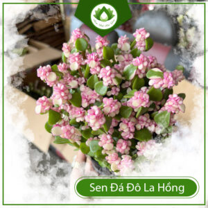 Giai Đoạn Mới Mua Cây Sen Đô La