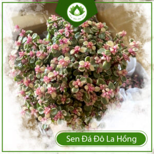 Cách Nhân Giống Cây Sen Đá Đô La Hồng