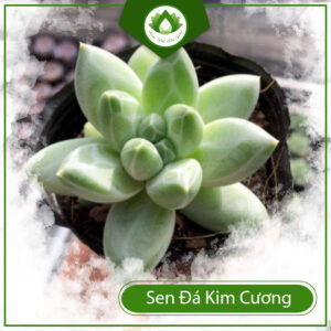 Cách Trồng Cây Sen Đá Kim Cương