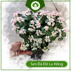 Đặc Điểm Và Ý Nghĩa Của Sen Đá Đô La Hồng