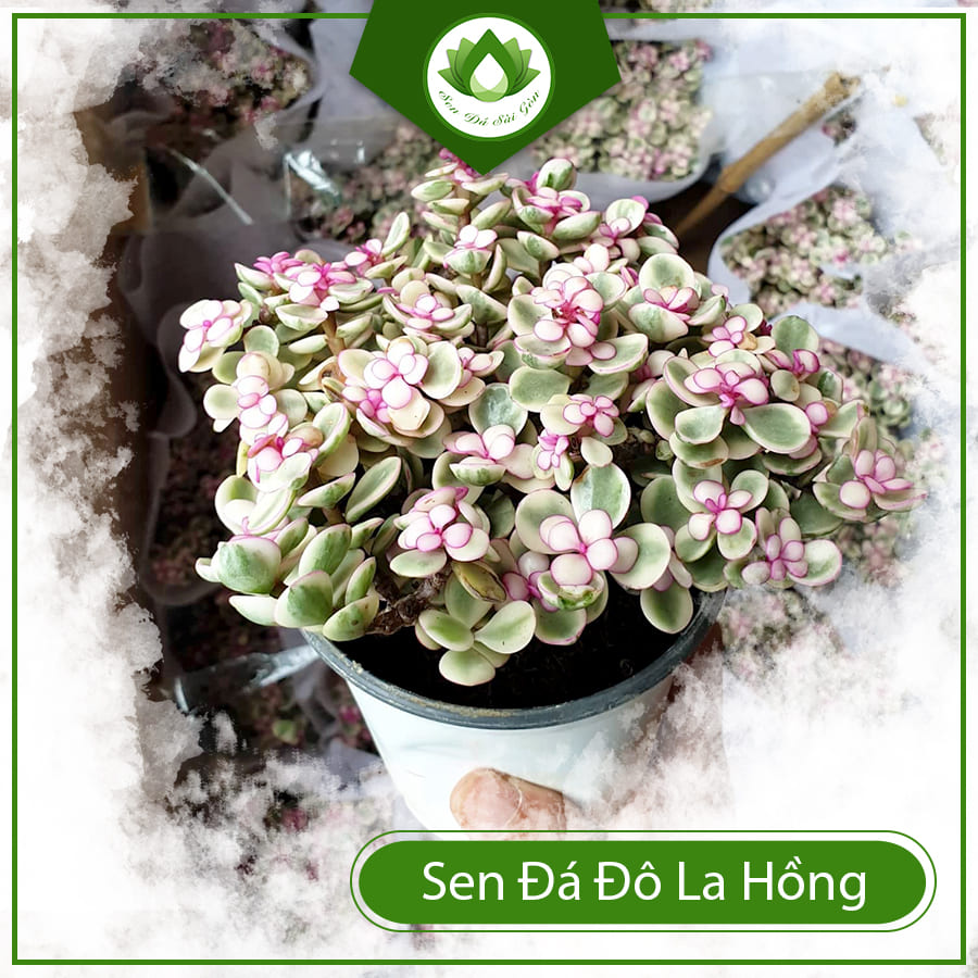 Mua Sen Đá Đô La Hồng Ở Đâu Mua Sen Đá Đô La Hồng Ở Đâu