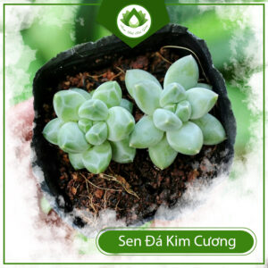 Mua Sen Đá Kim Cương Ở Đâu