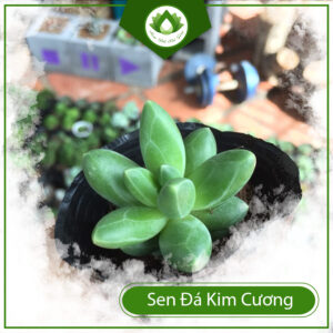 Những Lợi ích Về Sức Khỏe Của Sen Đá Kim Cương