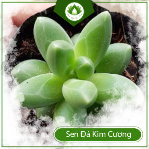 Sai Lầm Về Sen Đá Kim Cương