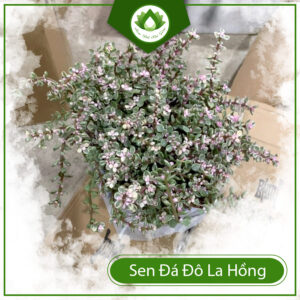 Cây Sen Đá Đô La Hồng Cẩm Thạch