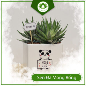 Cách Chăm Sóc Sen Đá Móng Rồng