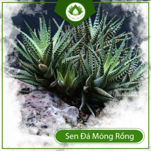 Cách Nhân Giống Sen Đá Móng Rồng