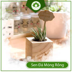 Cách Trồng Sen Đá Móng Rồng