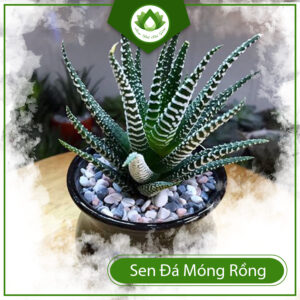 Sen Đá Móng Rồng Có Hoa Không