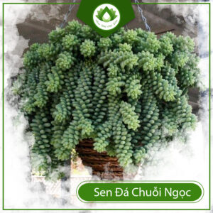 Công Dụng Của Sen Đá Chuỗi Ngọc