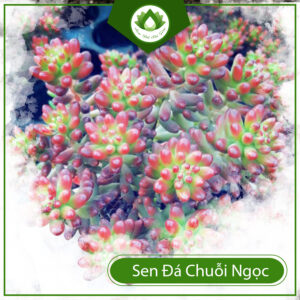 Mua Sen Đá Chuỗi Ngọc Ở Đâu