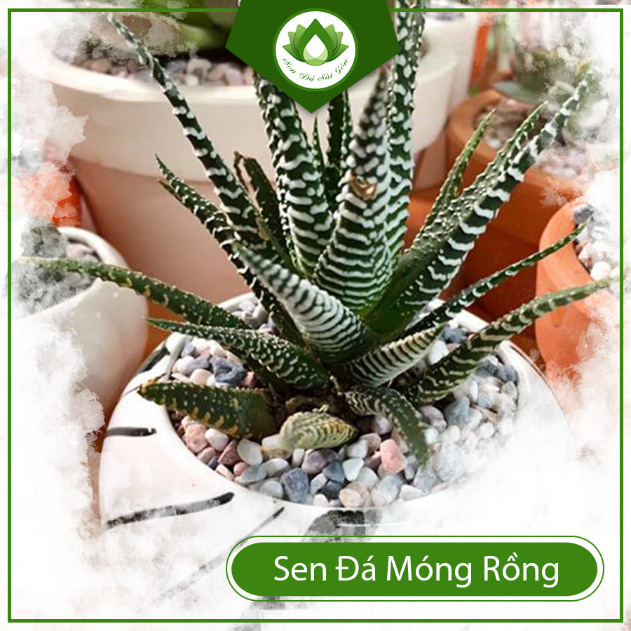 Mua Sen Đá Móng Rồng Ở Đâu Mua Sen Đá Móng Rồng Ở Đâu