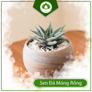 Những Dấu Hiệu Sen Móng Rồng Bị Bệnh