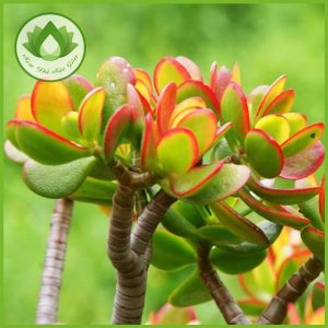 Sen đá ngọc bích