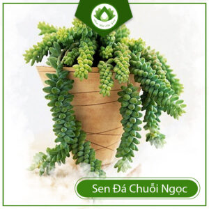 Ý Nghĩa Phong Thủy Của Sen Đá Chuỗi Ngọc