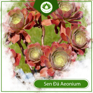 Cách Chăm Sóc Cây Sen Đá Aeonium