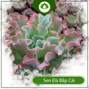 Cách Chăm Sóc Sen Đá Bắp Cải