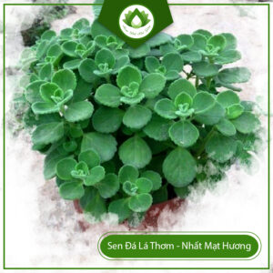 Cách Chăm Sóc Cây Nhất Mạt Hương