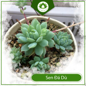 Cách Nhân Giống Và Trồng Sen Đá Dù