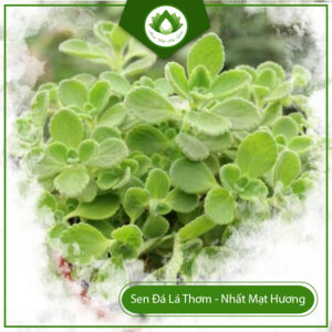 Cây Sen Đá Lá Thơm - Nhất Mạt Hương