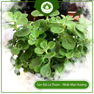 Cây Sen Đá Lá Thơm Hợp Tuổi Nào