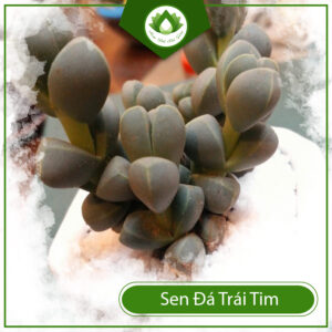 Công Dụng Của Của Sen Đá Trái Tim