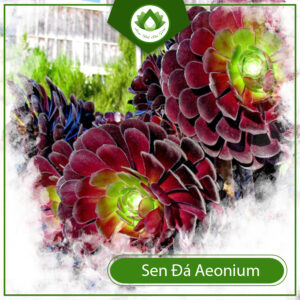 Giá Sen Đá Aeonium Bao Nhiêu