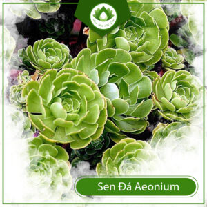 Mua Sen Đá Aeonium Ở Đâu
