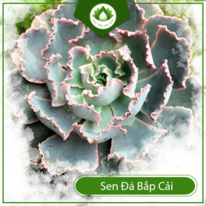 Mua Sen Đá Bắp Cải Ở Đâu