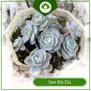 Mua Sen Đá Dù Ở Đâu