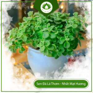 Mua Cây Sen Đá Lá Thơm Ở Đâu