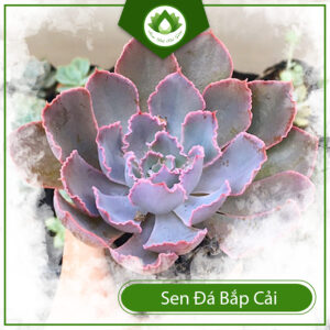 Sen Đá Bắp Cải Tím