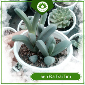 Sen Đá Tim Lá Dài