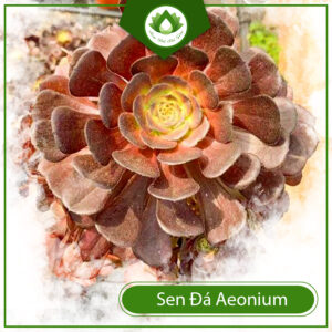 Tác Dụng Của Sen Đá Aeonium
