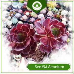 Ý Nghĩa Của Sen Đá Aeonium