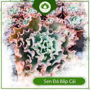 Ý Nghĩa Của Sen Đá Bắp Cải