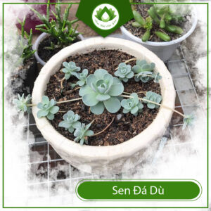 Ý Nghĩa Của Sen Đá Dù