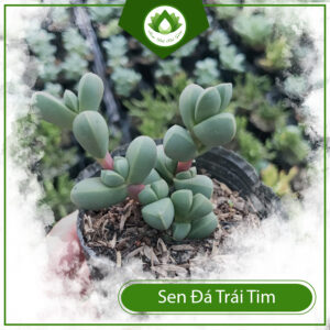 Ý Nghĩa Của Sen Đá Trái Tim