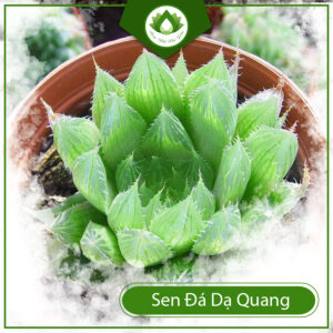 Mua Sen Đá Dạ Quang Ở Đâu