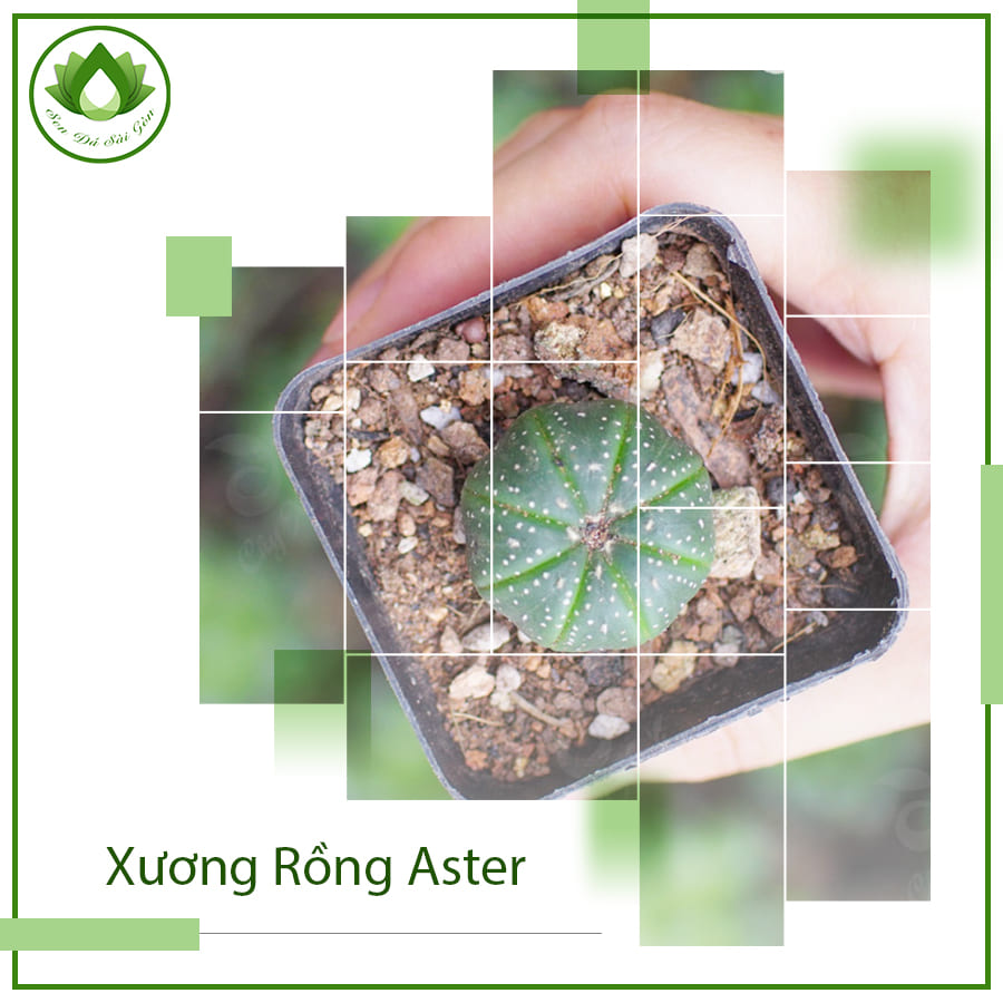 Mua cây xương rồng Aster ở đâu Mua cây xương rồng Aster ở đâu