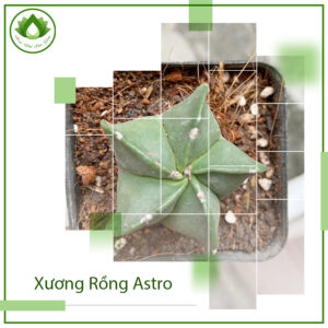 Mua cây xương rồng Astro ở đâu