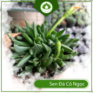 Cách Chăm Sóc Sen Đá Cỏ Ngọc