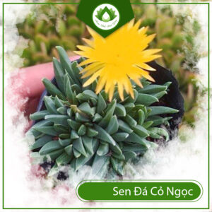 Đặc Điểm Của Sen Đá Cỏ Ngọc