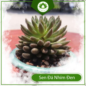 Công Dụng Và Ý Nghĩa Của Sen Đá Nhím Đen