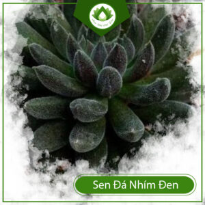 Lưu Ý Khi Chăm Sóc Sen Đá