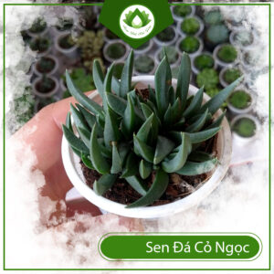 Mua Sen Đá Cỏ Ngọc Ở Đâu