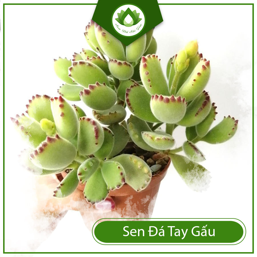 Mua Sen Đá Tay Gấu Ở Đâu Mua Sen Đá Tay Gấu Ở Đâu