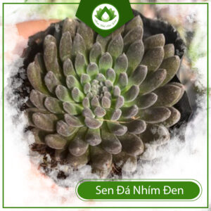 Cách Chăm Sóc Sen Đá Nhím Đen