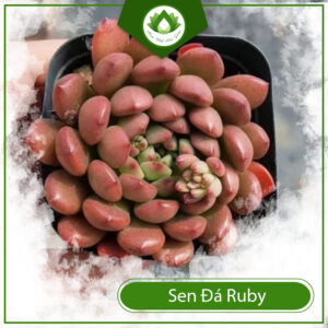 Ý Nghĩa Của Sen Đá Ruby